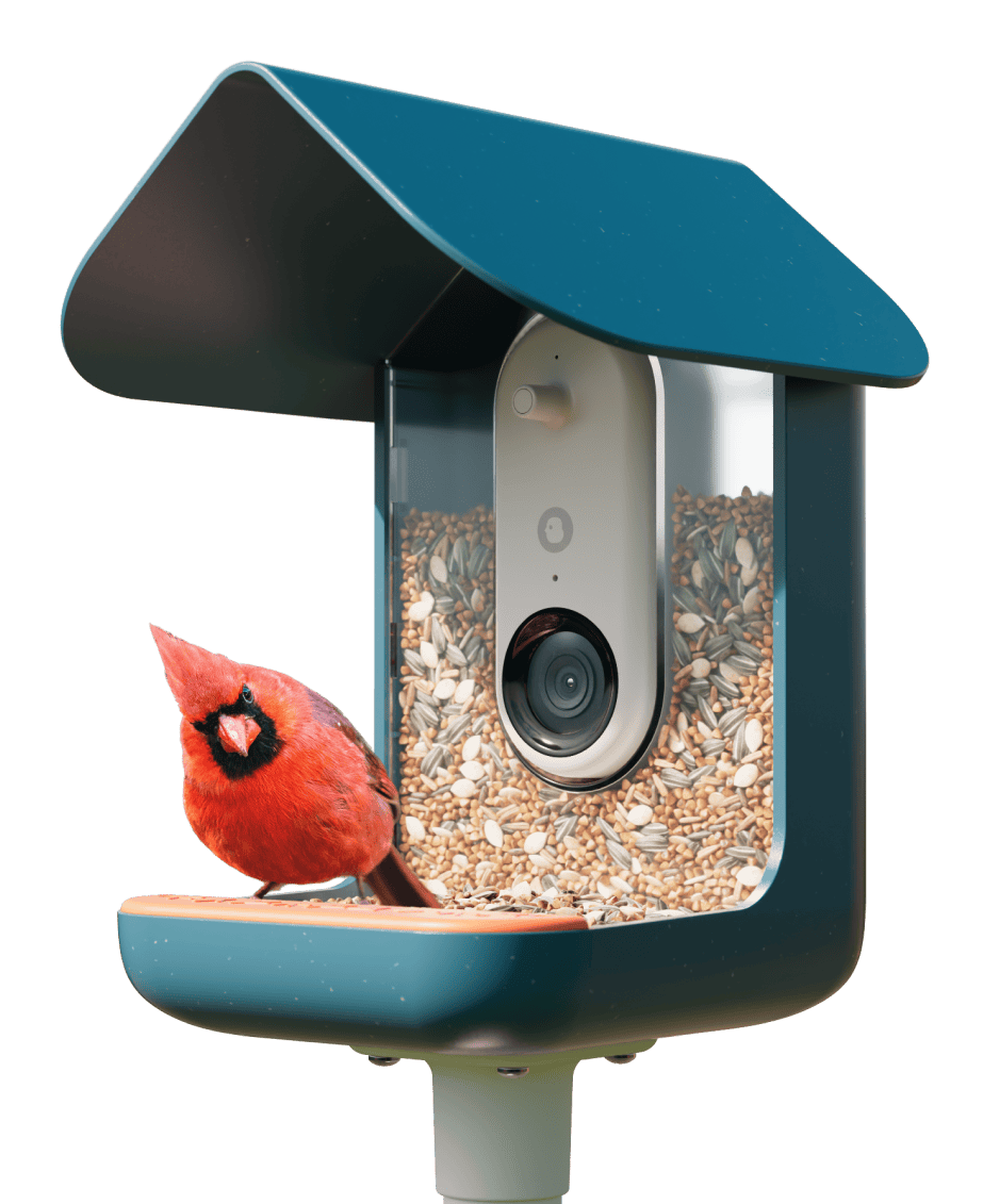 Smart Bird Feeder PRO