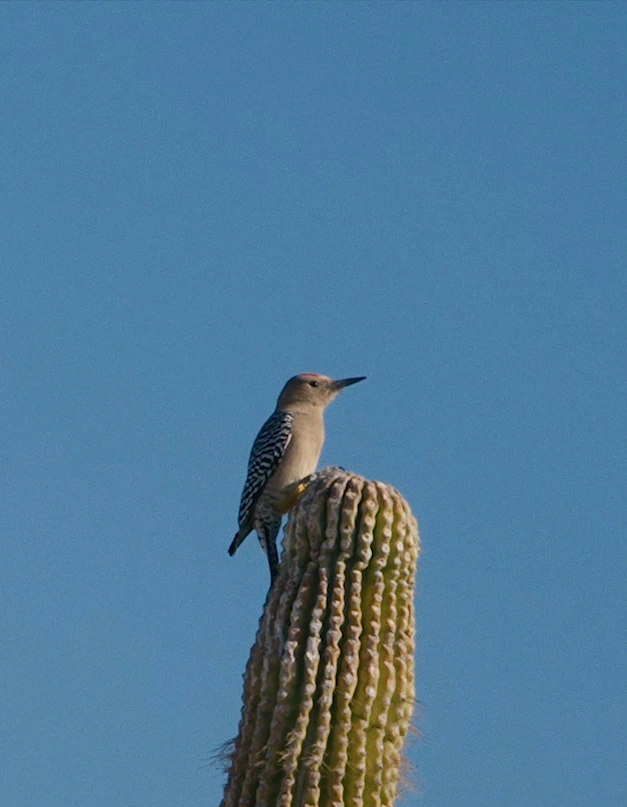 Birdbuddy Feeder Telling