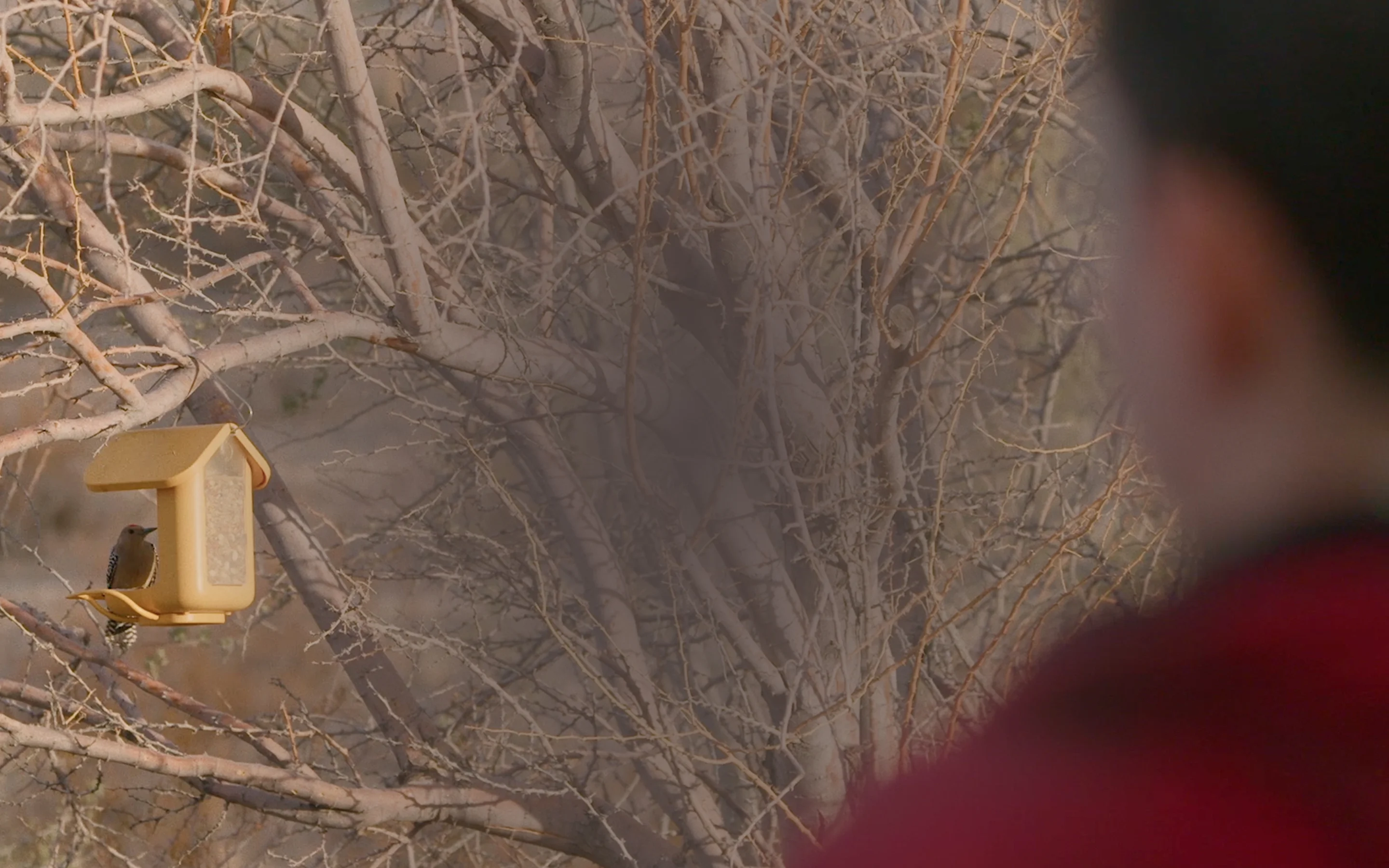 Birdbuddy Feeder Telling