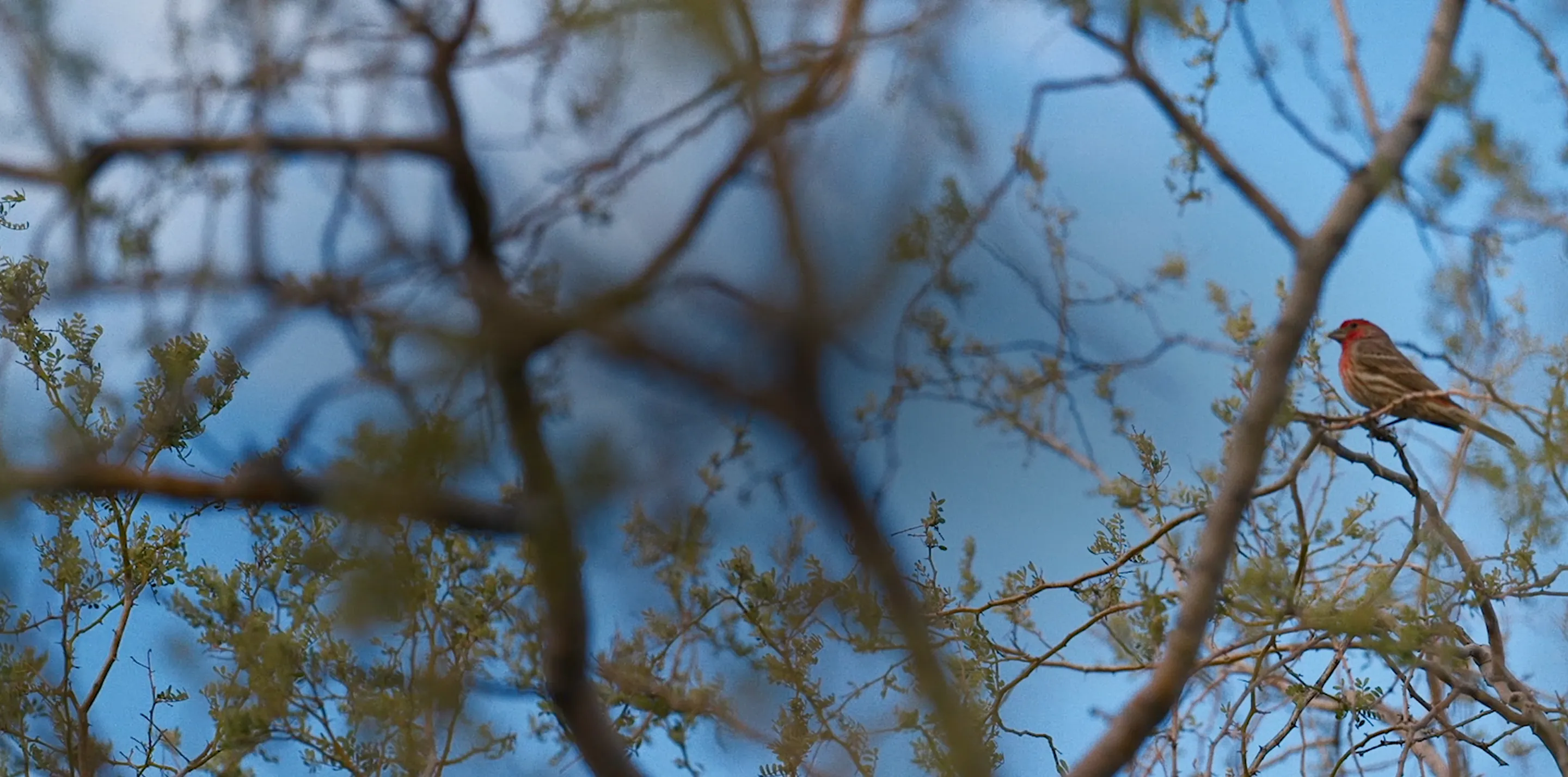 Birdbuddy Feeder Telling